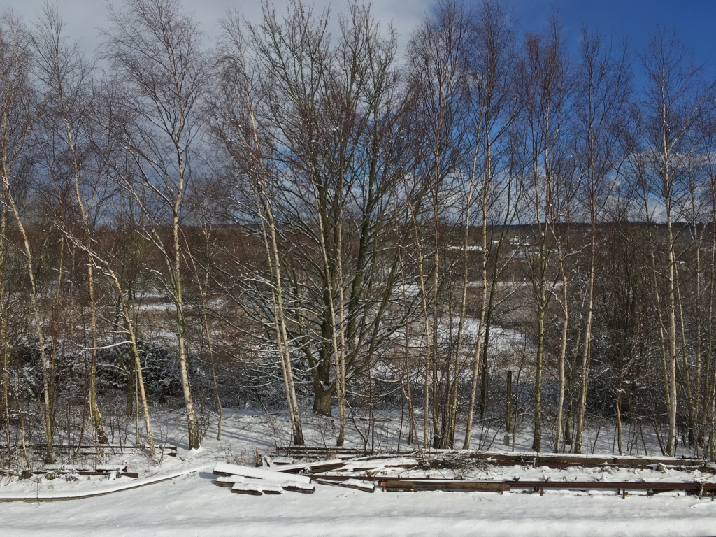 trees snow
